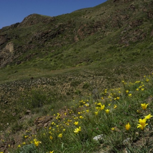 Tulipa tetraphylla